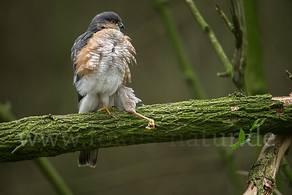 Sperber (Accipiter nisus)