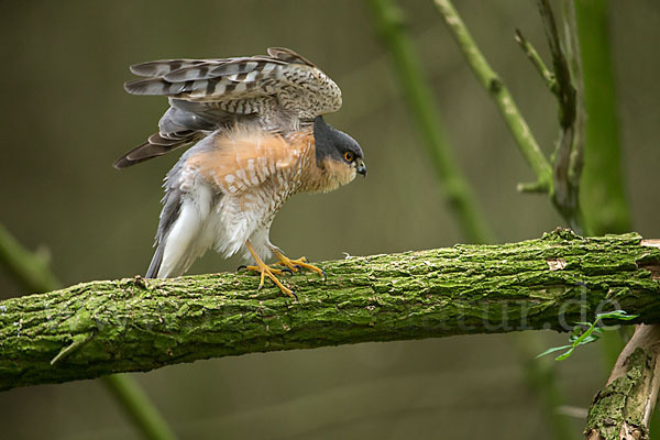 Sperber (Accipiter nisus)