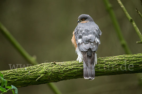 Sperber (Accipiter nisus)