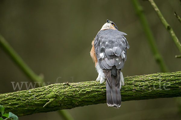 Sperber (Accipiter nisus)