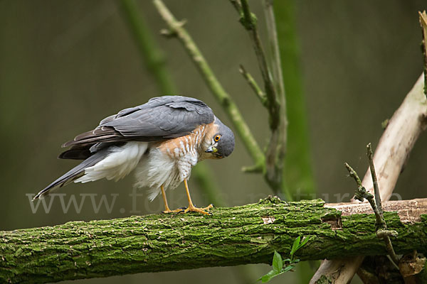 Sperber (Accipiter nisus)