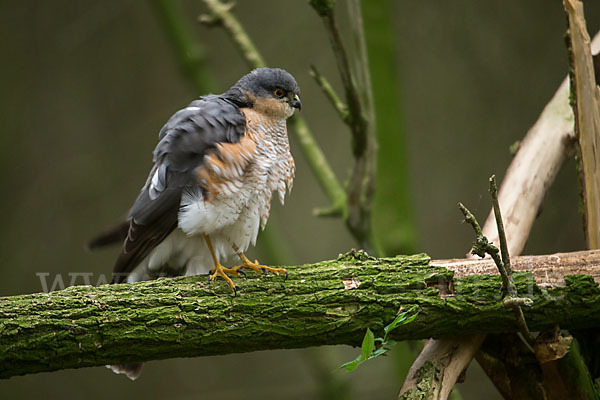 Sperber (Accipiter nisus)