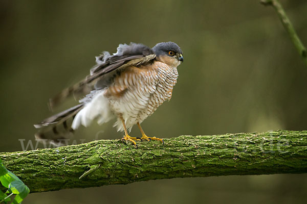 Sperber (Accipiter nisus)