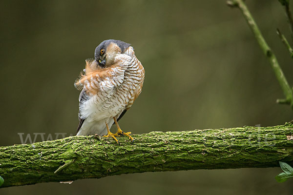 Sperber (Accipiter nisus)