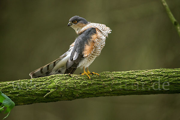 Sperber (Accipiter nisus)