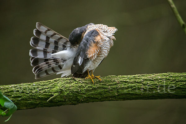 Sperber (Accipiter nisus)