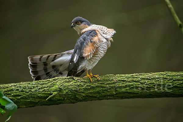 Sperber (Accipiter nisus)