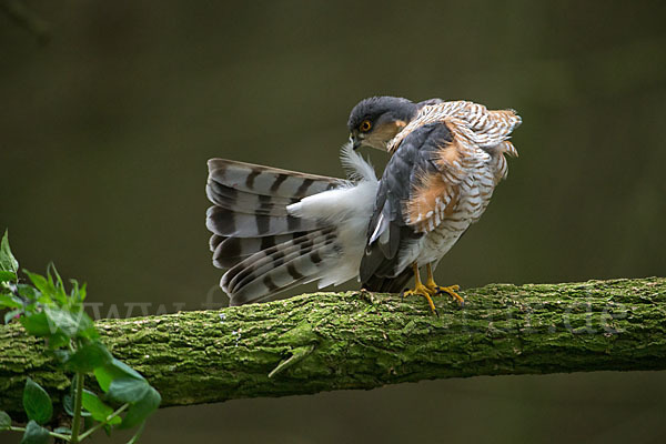 Sperber (Accipiter nisus)