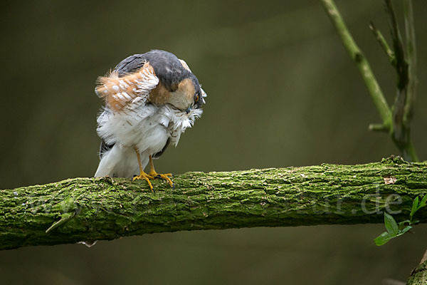 Sperber (Accipiter nisus)