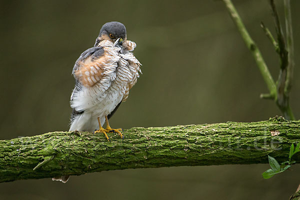 Sperber (Accipiter nisus)