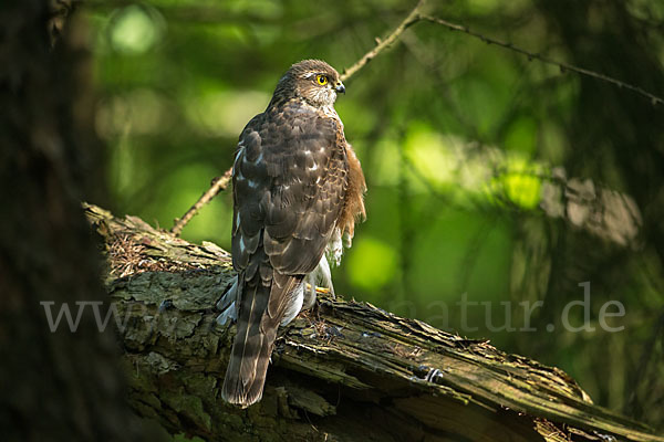 Sperber (Accipiter nisus)