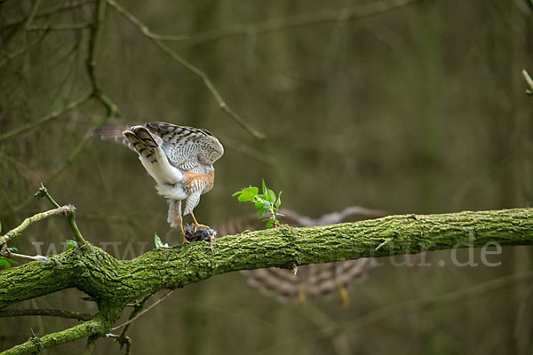 Sperber (Accipiter nisus)