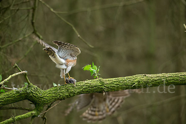 Sperber (Accipiter nisus)