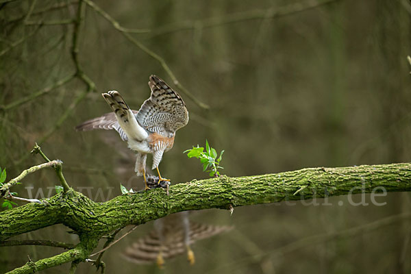 Sperber (Accipiter nisus)