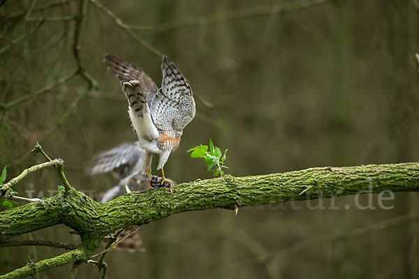 Sperber (Accipiter nisus)