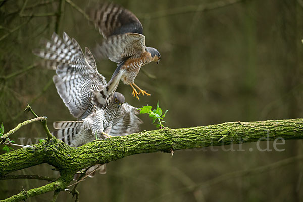 Sperber (Accipiter nisus)