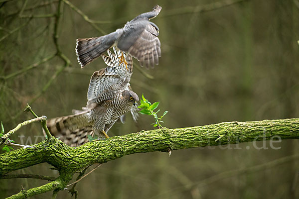 Sperber (Accipiter nisus)