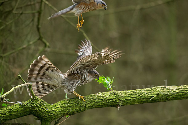 Sperber (Accipiter nisus)