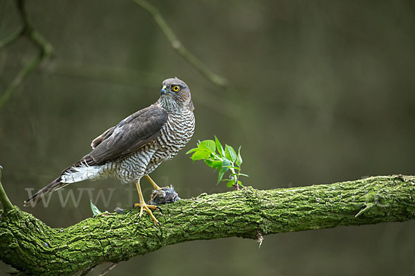 Sperber (Accipiter nisus)