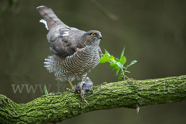 Sperber (Accipiter nisus)