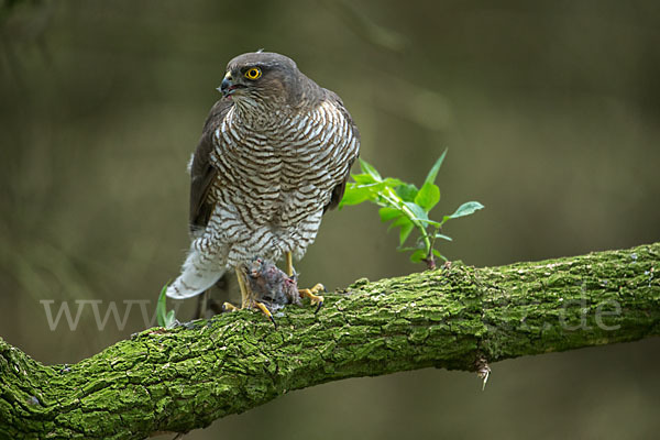 Sperber (Accipiter nisus)