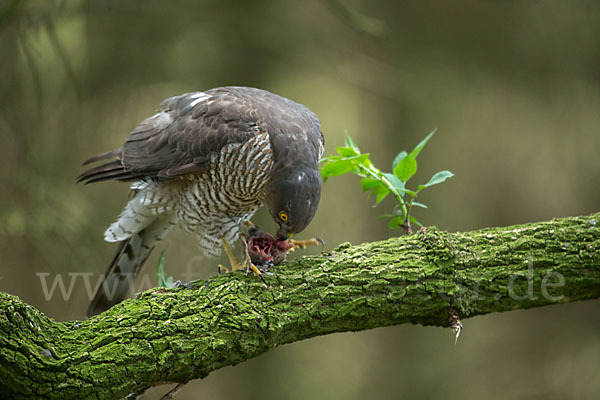 Sperber (Accipiter nisus)