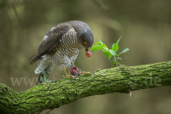 Sperber (Accipiter nisus)