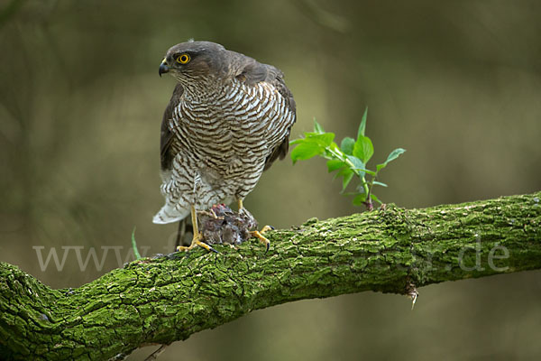 Sperber (Accipiter nisus)