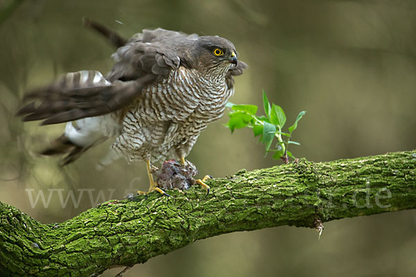 Sperber (Accipiter nisus)