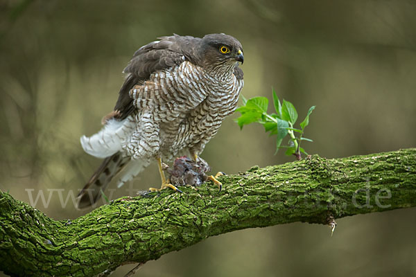 Sperber (Accipiter nisus)