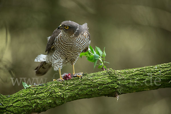 Sperber (Accipiter nisus)