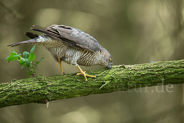 Sperber (Accipiter nisus)