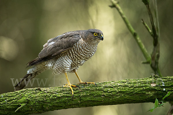 Sperber (Accipiter nisus)