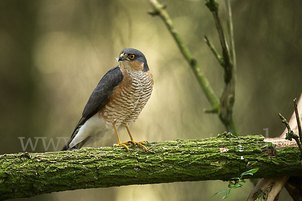 Sperber (Accipiter nisus)