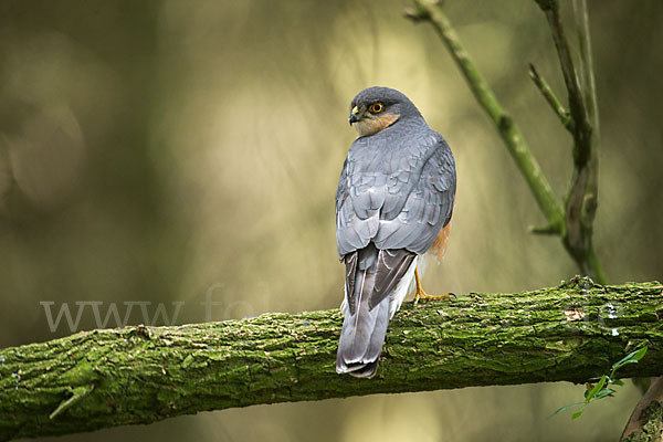 Sperber (Accipiter nisus)