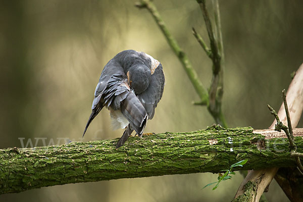 Sperber (Accipiter nisus)