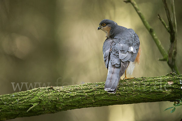 Sperber (Accipiter nisus)