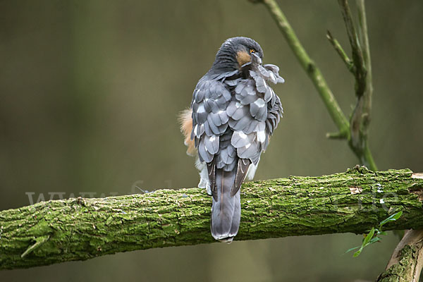 Sperber (Accipiter nisus)