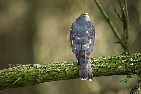 Sperber (Accipiter nisus)