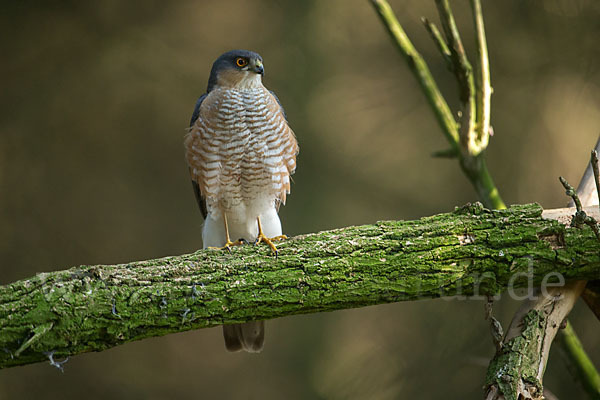 Sperber (Accipiter nisus)