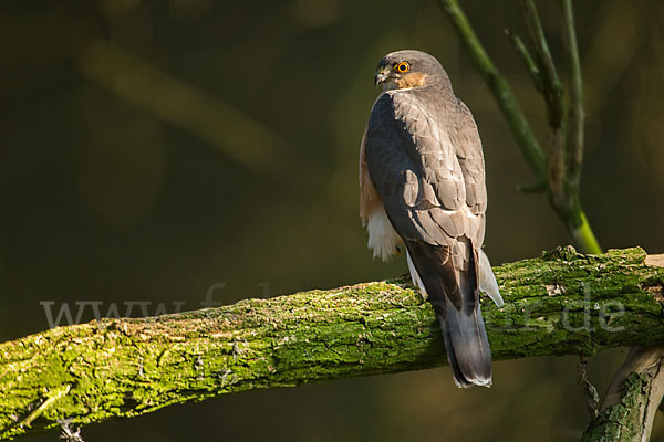 Sperber (Accipiter nisus)