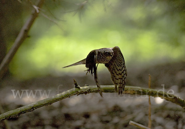 Sperber (Accipiter nisus)