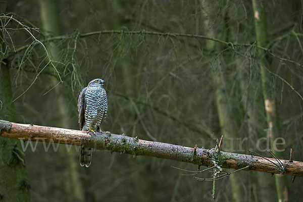 Sperber (Accipiter nisus)