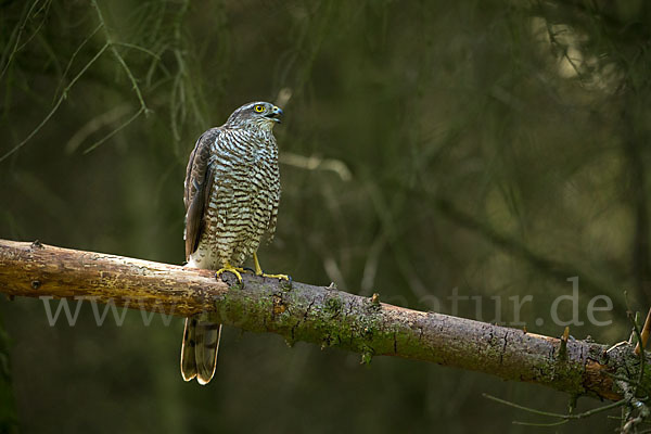 Sperber (Accipiter nisus)