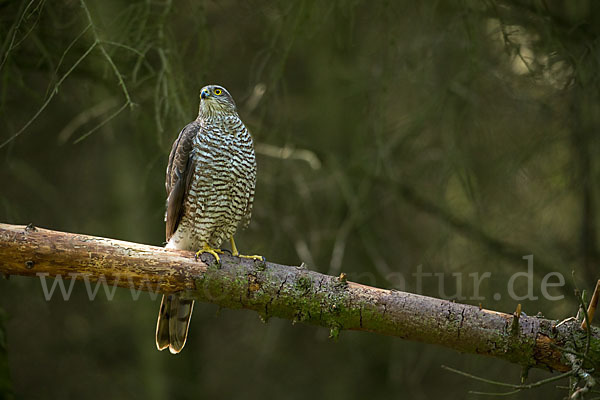 Sperber (Accipiter nisus)