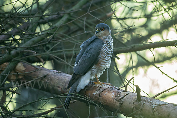 Sperber (Accipiter nisus)