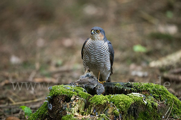 Sperber (Accipiter nisus)