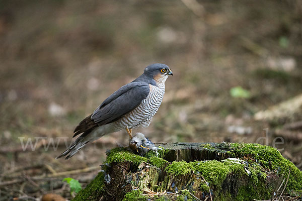 Sperber (Accipiter nisus)