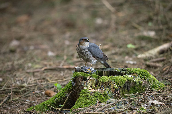 Sperber (Accipiter nisus)