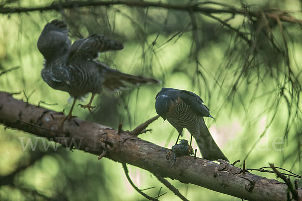 Sperber (Accipiter nisus)